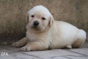 Labrador heavy quality puppy in very low price