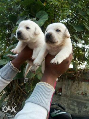 Labrador male and female puppies available pure