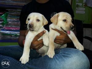 Labrador puppy only female avilable