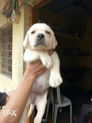 Labradore puppies available Female  all over