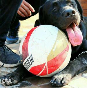 Labradore pure,black,male, 9 month,full healthy,with