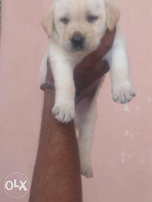 Lebra male 2 months old. pure breed guarantee.