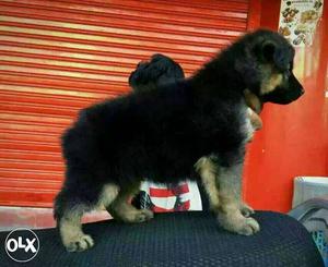 Long coot German Shepherd pups