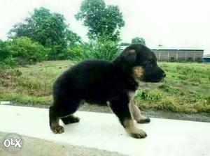 MUMBAI:-- French Mustiff" Pomerian" Labrador"