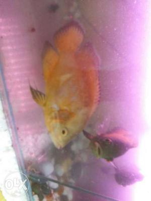 Mago oscar fish 7 to 8 inches very healty and