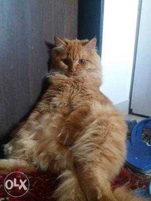 Male Persian cat 1 year old