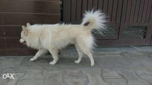 Male pom for sell