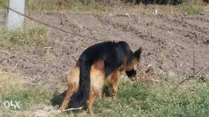 Melanistic Black And Tan German Shepherd Dog