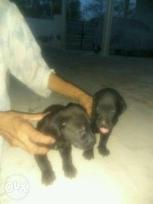 Mixed black and chocolate brown labra puppies,