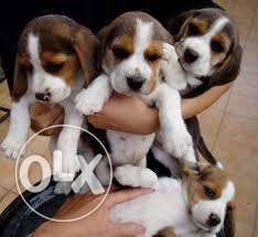 More friendly Beagle puppies for sales.