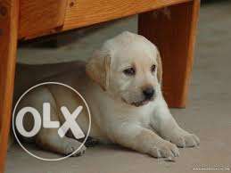 More powerful energetic Labrador pupp all breed pupp sell