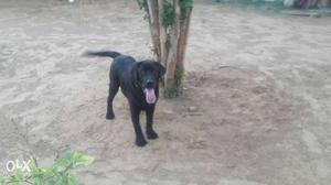 My 5 month black labra dog sell in only 