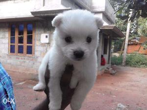 My White So Cut Puppies