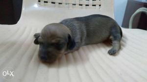 New born dacshund puppies available