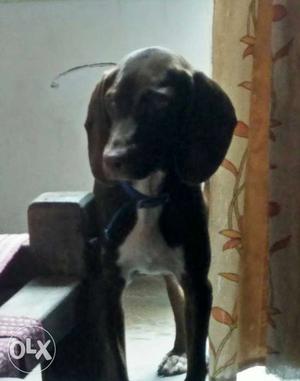 Official pointer female dog breed