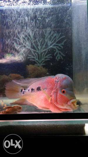 Orange And Black Flowerhorn