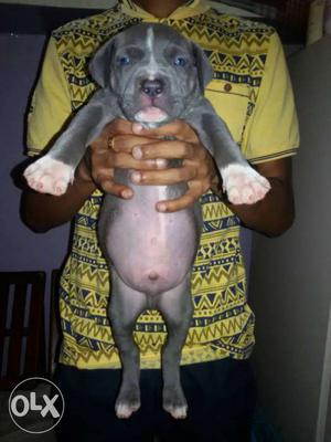 Original pictures uploaded of male female American Bully and