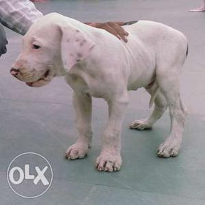 Pak bully dog male pup top quality for sale