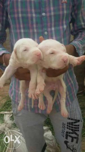 Pak bully pup for sell last prise