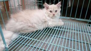 Persain male kitten is of 3 months old is active