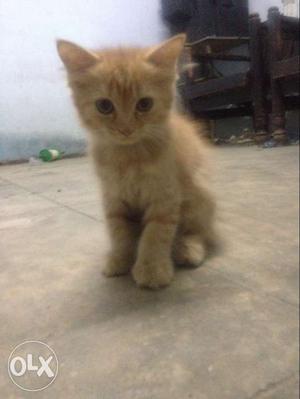 Persian Cat -- Female 2 Months Old