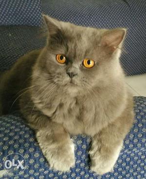 Persian Male Cat 2.5 years old