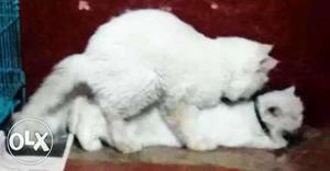 Persian cat for matting