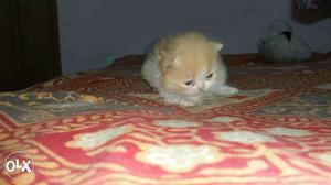 Persion cat kittan