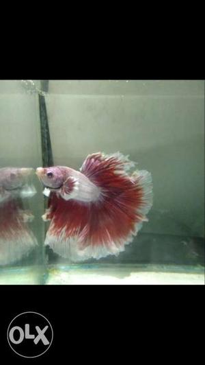 Pink And White Betta Fish