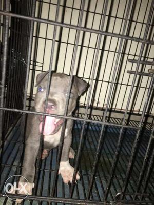 Pitbul female with heavy bones and blue eyes, only 25 days