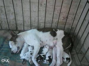 Pitbull brown and White Puppies