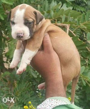 Pitbull puppies available for your sweet home Vaccinated and