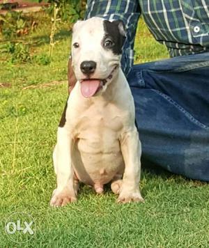 Pitbull puppies for your sweet home