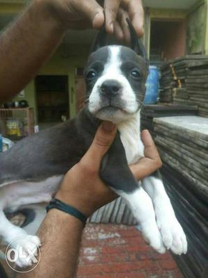 Pittbull male pup for sale top quality 40 days