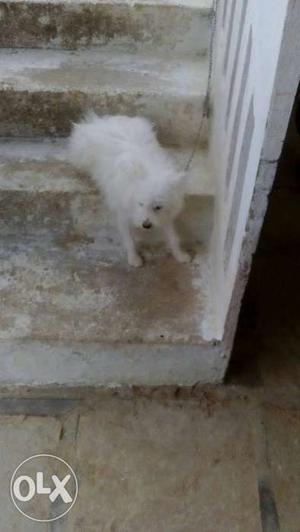 Pomeranian female for saleing any one instead