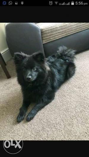 Pomeranian female for sell 15 months active female