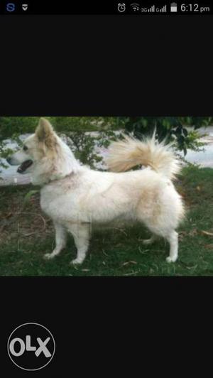 Pomeranian male dog for sale.good looking,active