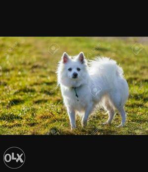 Pomeranian pair for sale.white male and black