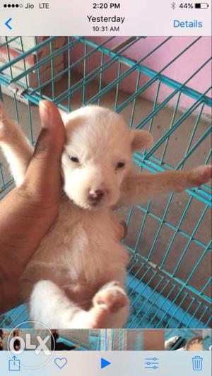 Pomerian males and female for sale
