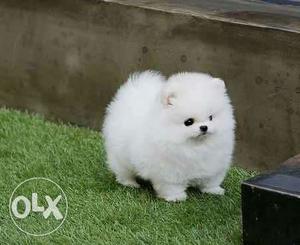 Pretty White Teacup Pomeranian puppies available pure breed
