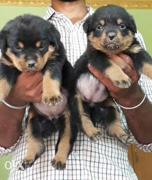 Prithivi adorable rottweiler pupp all breed pupp sell