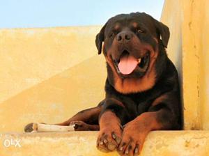 Proven Male Rottweiler for sale