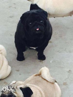 Pug Puppies available at Indian Dog World