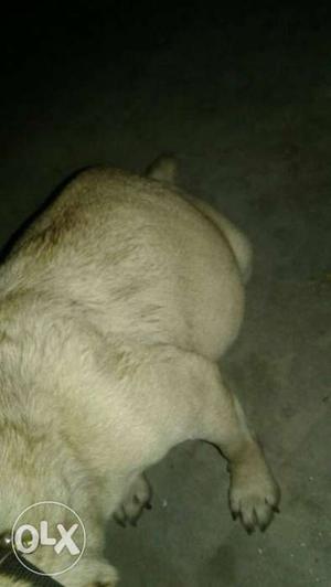 Pug for sale as 20 nu din pora hon wala w son wali ha