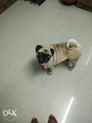 Pug for sale in vadavalli 1.5 years old rate