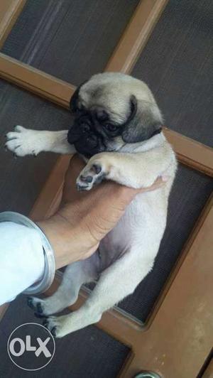 Pug healthy and active puppies.