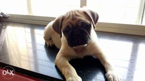 Pug pup available for good homes