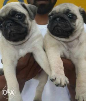 Pug puppies available at good quality male and