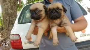 Pug puppies. available in Vadodara amazing pet