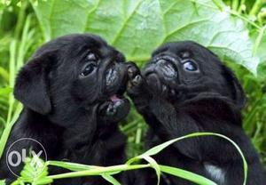 Pug  pupps for sell- B